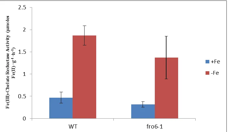 Figure 2.7: Root Ferric Reductase Activity of Col gl-1 and fro6-1 grown on B5 medium for two weeks then transferred to Fe deficient and Fe sufficient medium