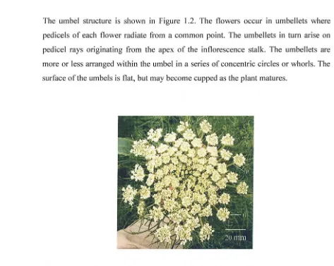 Figure 1.2 - Surface view of a carrot umbel in the early stages of flowering. Individual flowers are 