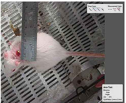 Figure 1. Photograph was taken immediately after wounding by a digital camera while a ruler was placed near the wound and the area was analysed by Measuring Tool of Adobe Acrobat 9 Pro Extended software (Adobe Systems Inc, San Jose, CA, USA)