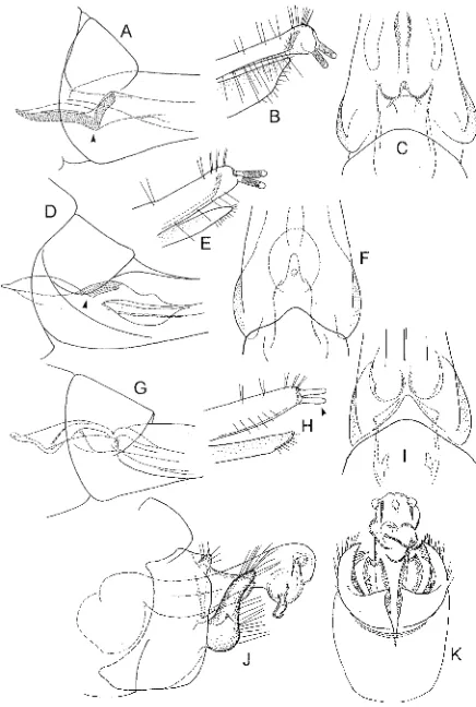 FIG. 1---female genitalia: (A) derogata  (A-I) Moruya spp.: (A-C) Moruya tasmanica, lateral,· (B) tip ofovipositor; (C) ventral