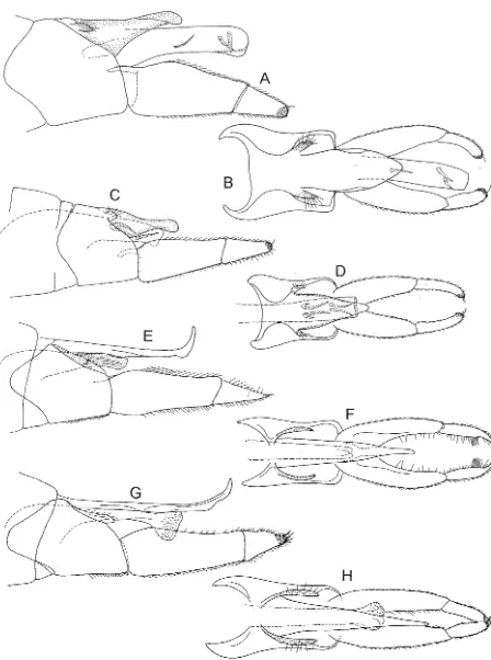 FIG. 8 -corinna: H. Hydrobiosella spp., male genitalia. (A, B) H. (A) lateral; (B) dorsal