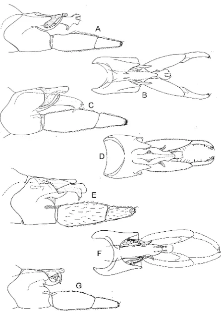 FIG. 10 -tasmanica: Hydrobiosella spp., male genitalia. (/1, B) H. (A) lateral; (B) dorsal