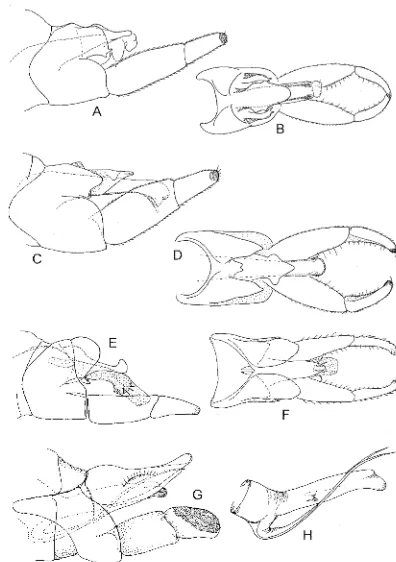 FIG. 11 -genitalia, lateral. (D, E) Hydrobiosella spp. (A-C) H. anatolica: (A) male genitalia lateral,· (B) male genitalia dorsal; (C) female H