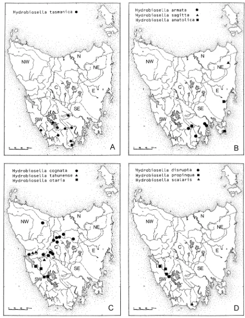 FIG. 13 H. -Distribution maps for Hydrobiosella spp.: (A) H. tasmanica; (B) H. armata, H