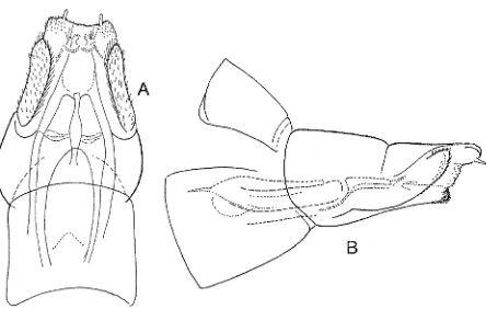 FIG. 2 -crinitum: (C) anastemum (A, B) Poecilochorema evansi: (A) male genitalia lateral; (B) phallic apparatus lateral; (C, D) Poecilochorema male genitalia lateral,· (D) phallic apparatus lateral; (E, F) Poecilochorema lepnevae: (E) male genitalia latera