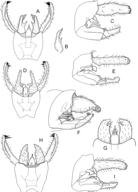 FIG. 14-E) Ecnomus spp., male genitalia. (A-C) E. cygnitus: (A) ventral; (B) inferior appendage - variety; (C) lateral