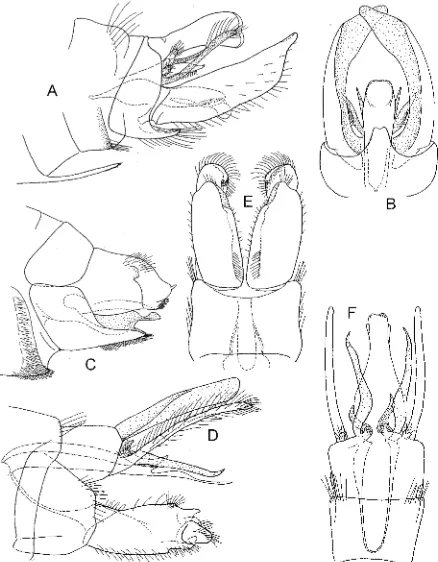 FIG. 6 -genitalia lateral; (A-C) Ptychobiosis iconica sp. n.: (A) male (B) ventral; (C) female genitalia lateral; (D-F) Moruya tasmanica male genitalia: (D) lateral; (E) ventral; (F) dorsal