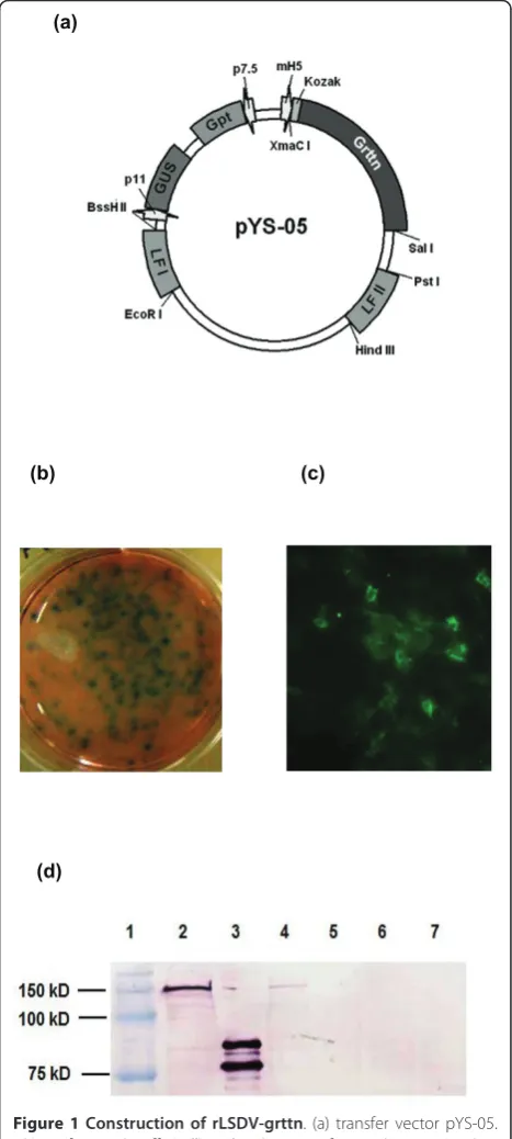 Figure 1 Construction of rLSDV-grttnLSDV infection (0.1 ffu/cell) and pYS-05 transfection (100 ng DNA)of FBT cells and detection 24 hours later of (b) GUS using standardstaining procedures and (c) Grttn in the cytosol of the cells byimmunofluorescence usin