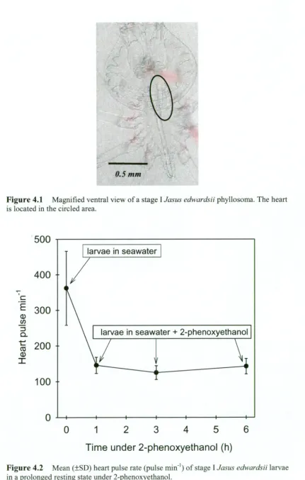 Figure 4.2 Mean (±SD) heart pulse rate (pulse mini) of stage IJasus edwardsii larvae in a prolonged resting state under 2-phenoxyethanol