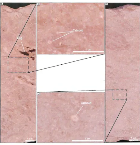 Figure 3.7 - Fossiliferous dolomite cover rock