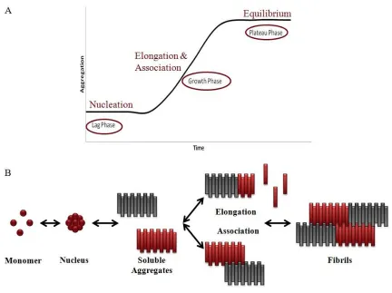 Figure 1.3: Aβ aggregation: A) Aβ aggregation begins with a rate-limiting nucleation lag phase, followed by growth of soluble aggregates and a plateau where fibrils, soluble aggregates, and monomers are in equilibrium