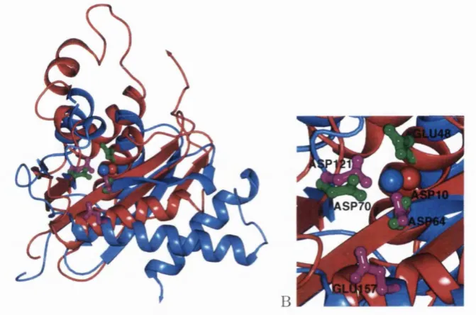 Figure 1.9: Superposition of ribonuclease H from E. colishown in blue, Bujacz is found in the 5 stranded sheet, both structures contain additional secondary structure elements,although their general topology is the same