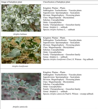 TABLE 2 Images and classification of studied Halophytes and Gypsum for Saline-Sodic Soils ReclamationA