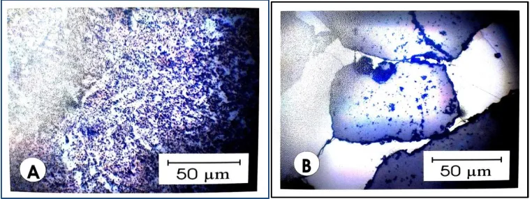 Fig. 4: Photomicrographs showing: 
