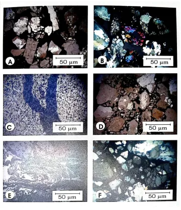 Fig. 5: Photomicrographs showing: 