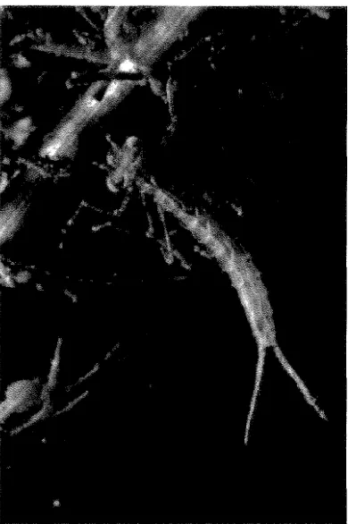 Figure 2: heterosticta tasmanica. The coenagrionid damselfly, lschnura Photograph courtesy of Simon Talbot, University of Tasmania