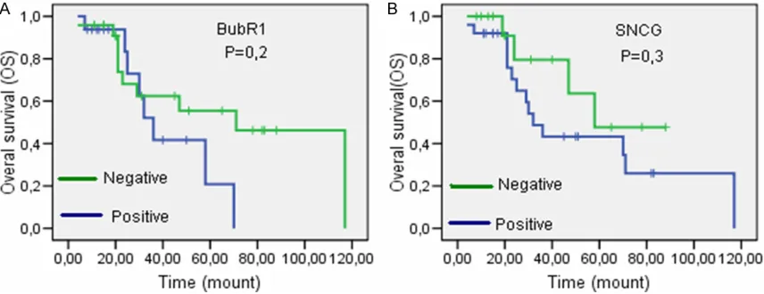 Figure 3. Overall survival in (A) BubR1 and (B) SNCG positive and negative patients. Despite no significant correla-tion, patients with low BubR1 and SNCG expression had a longer survival time.