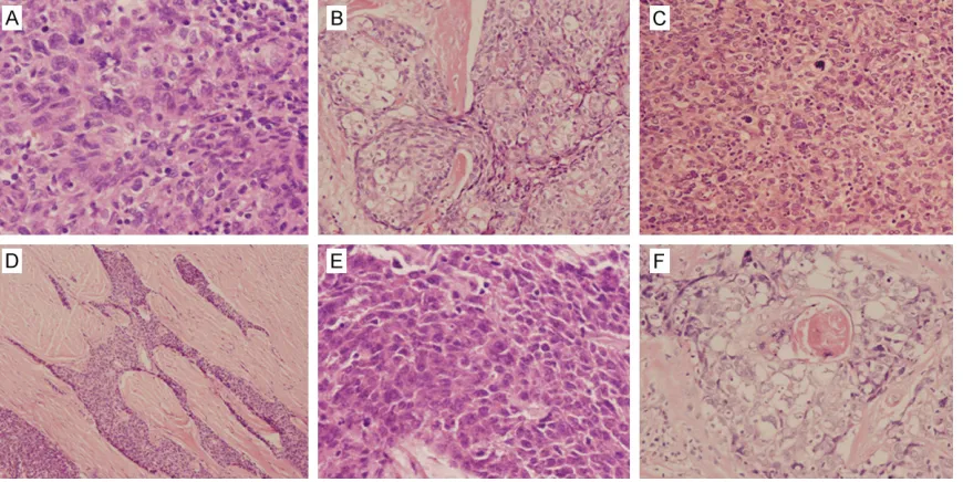 Table 1. Antibody information