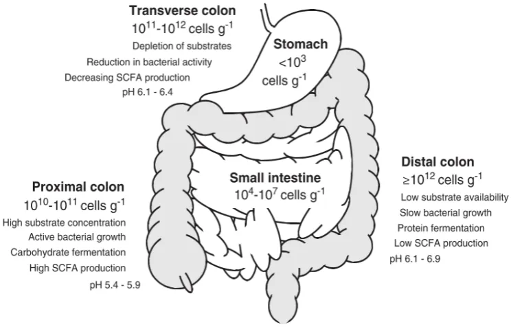 Figure 2-1. Representation of the microbiota content (cells/g) of a healthy human GI tract including the pH, nutrient utilisation and fermentation products associated with each section (figure from reference35) 