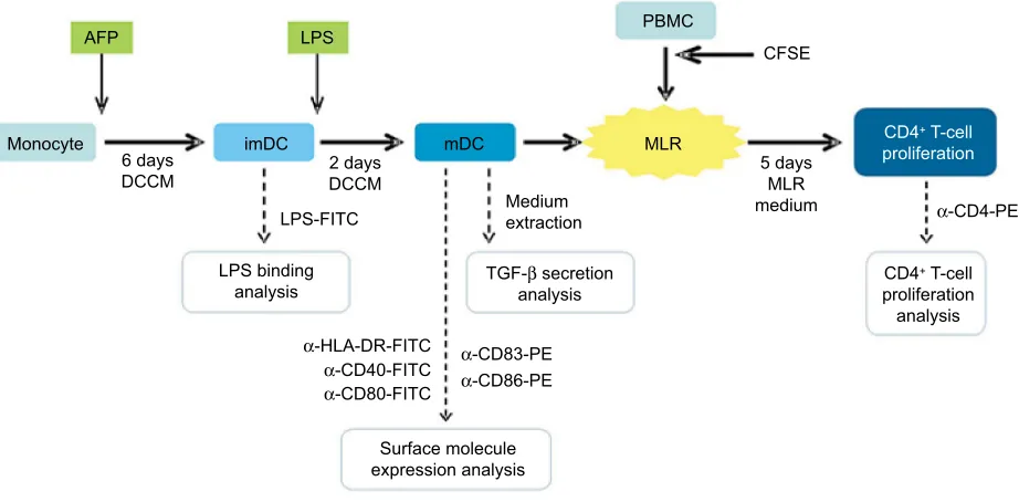Figure 1 Diagram of research method.Notes: Monocyte was cultured for 6 days to generate imDC