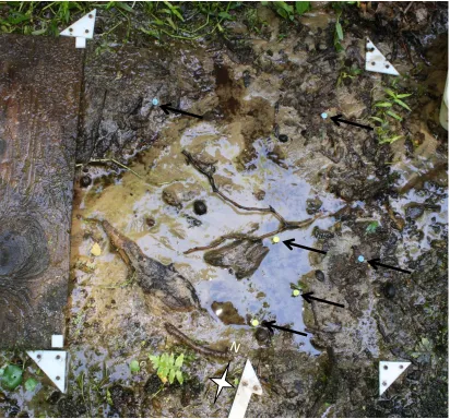 Figure 2.1 Image of the underside of a coverboard after flipping. White triangles mark the corners of the landscape, the white arrow designates north, and the black arrows show the colored pegs used to mark locations of salamanders upon flipping the coverb