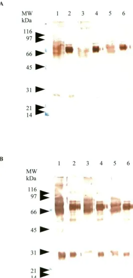 Figure 2.3 Western blot analysis of rabbit anti-barramundi Ig antisera showing reactivity with heavy chain components of reduced SpA-purified barramundi Ig (lanes 2, 4 &6) and barramundi serum (lanes 1, 3 & 5)