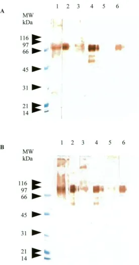 Figure 2.4 Western blot analysis of rabbit anti-barramundi Ig antisera showing 