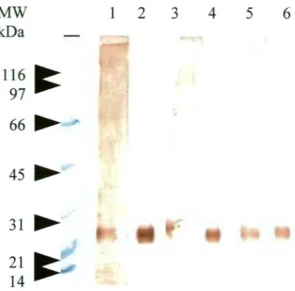 Figure 2.6 Western blot analysis of rabbit pre-bleeds showing reactivity with SpA-