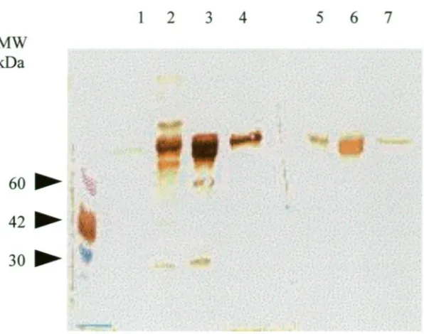 Figure 2.7 Western blot analysis of rabbit anti-barramundi Ig (MBP 3) after were probed with the antiserum at a dilution of 1:100