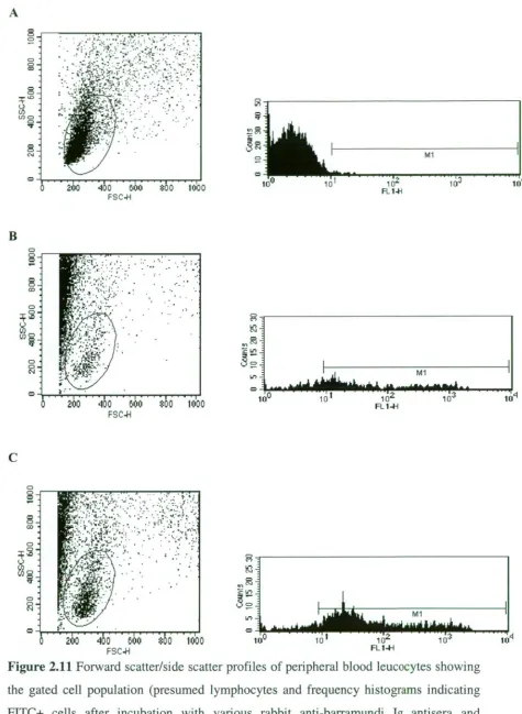 Figure 2.11 Forward scatter/side scatter profiles of peripheral blood leucocytes showing the gated cell population (presumed lymphocytes and frequency histograms indicating F1TC+ cells after incubation with various rabbit anti-barramundi Ig antisera and Un