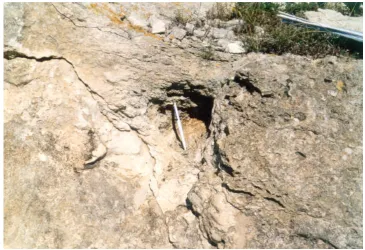Fig. 5. In foreground Cretaccio Islet. At the bottom right, note the “la Vecchia” stack almost completely eroded