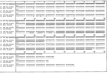 Figure 5-4 Sequence data for 4 blacklip abalone individuals that were homozygous for locus Cmd r 2.30