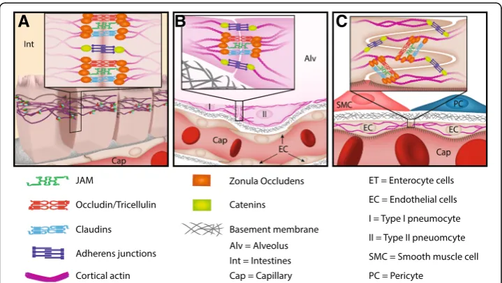Fig. 1 Many different cell types utilize tight junction (TJ)-dependent barriers. TJs are comprised of occludin(also called tricellulin), junctional adhesion molecules (JAMs), and claudins