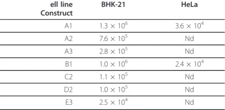 Table 2 Infectivity of SFV replication-competent vectorsin BHK-21 and HeLa cells (in PFU/pmol of vector DNA).
