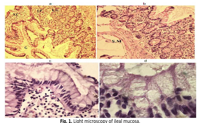 Fig. 1. Light microscopy of ileal mucosa. 