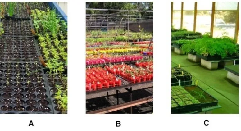Figure 6.1 Sample visual display for “flower” screen for bulb in Experiment 1B. 