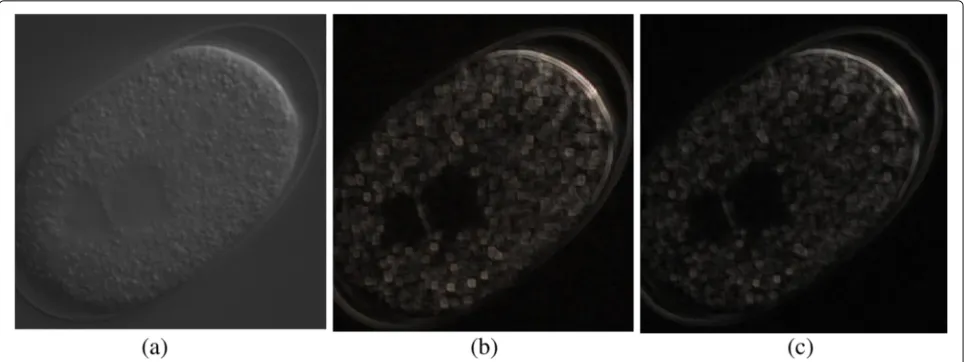 Fig. 3 The visualization of the proposed TRIODs. a A raw slice DIC microscope image. The corresponding color image by combining the firsttop-three elements (b) and the second top-three elements (c) of the TRIODs
