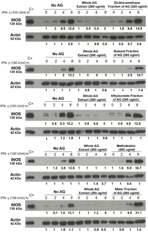 Figure 2.2 Effect of whole AG extract and different fractions of AG on IFN-γ-induced iNOS expression