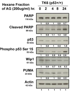 Figure 2.5 Expression of apoptotic markers in TK6 cells following exposure to the Hexane Fraction of AG