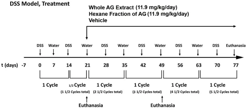 Figure 2.6 Experimental protocol for the DSS mouse model of Ulcerative Colitis. 11.9 mg/kg/day of whole AG extract, the Hexane Fraction of AG or Vehicle (1x PBS) was given to the respective group of mice by oral gavage after 1.5 cycles of DSS and continued