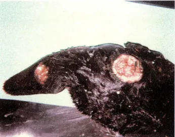 Figure 2: Ulceration on the back and tail of a male platypus captured at Campbell Town in 1982