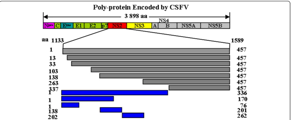 Figure 1 Schematic representation of the CSFV NS2 deletion-mapping results. NS2 is located at aa 1133-1589 in the CSFV strain Shimenpolyprotein sequence