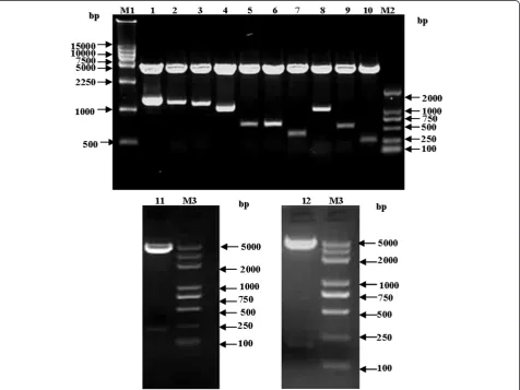 Figure 2 PCR amplification of 12 subcoloning cDNA of CSFV NS2 gene. M, DL 2000 marker; M3, Plus-DL2000 marker; 1~12, PCR products of12 subcloning cDNA.
