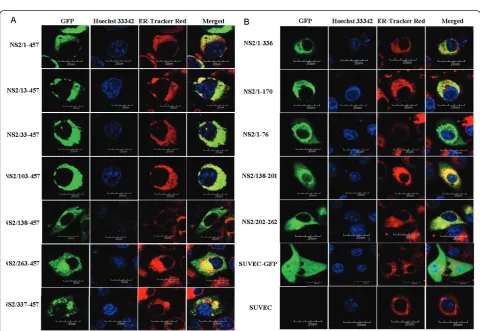 Figure 4 Detection of the protein expressed by 12 subcloning cDNA of CSFV NS2 gene. M, Protein Marker; N, negative control; 1~12,Proteins encoded by 12 sub-cloning cDNA of CSFV NS2 gene
