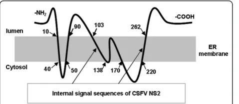 Figure 7 Prediction of membrane topology of CSFV NS2protein. The numbers represent the amino acids identified by thedeletion mapping experiments