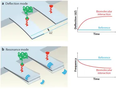 Figure 3.1: Two modes of cantilever-based biomolecule detection: (a) deflection mode and (b) resonance mode (Ref [113])