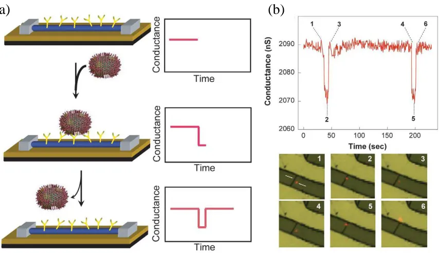 Figure 3.10: (a) Schematic of a single virus binding and unbinding to the surface of a Si nanowire device modified with antibody receptors and the corresponding time-dependent change in conductance