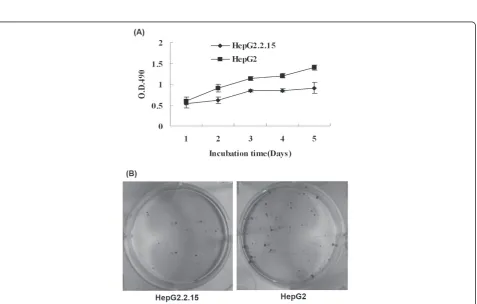 Figure 1 Morphological featuresmultilayer and adherence. HepG2 cell line grew in monolayer and adherence