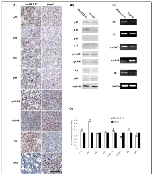 Figure 4 Protein and mRNA assays for the detection of p53, p21, p27, p16, cyclinD1, cyclinE, Rb and pRb