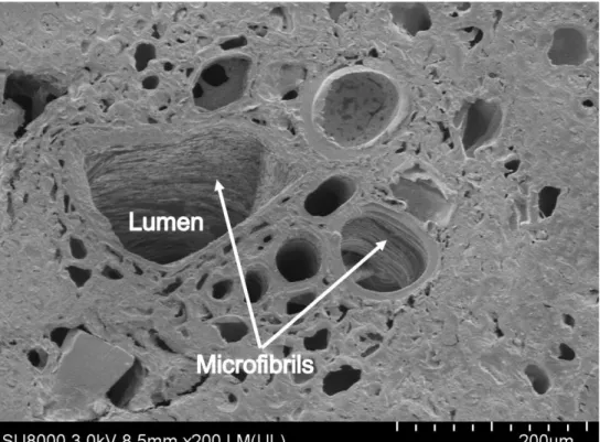Figure 4.2. Scanning electron micrograph showing enlarged view of the inner section (lumen) of  raffia palm fiber (transverse section)